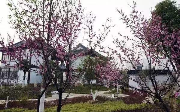 武汉的市花是什么？