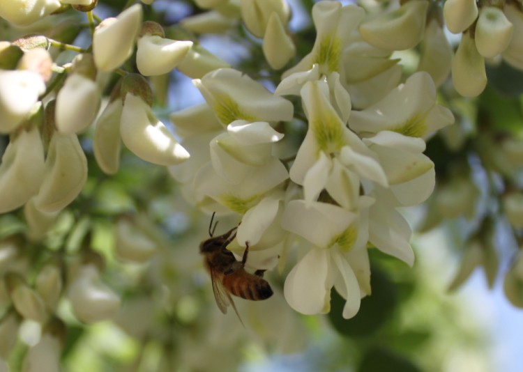 大连市种什么树好