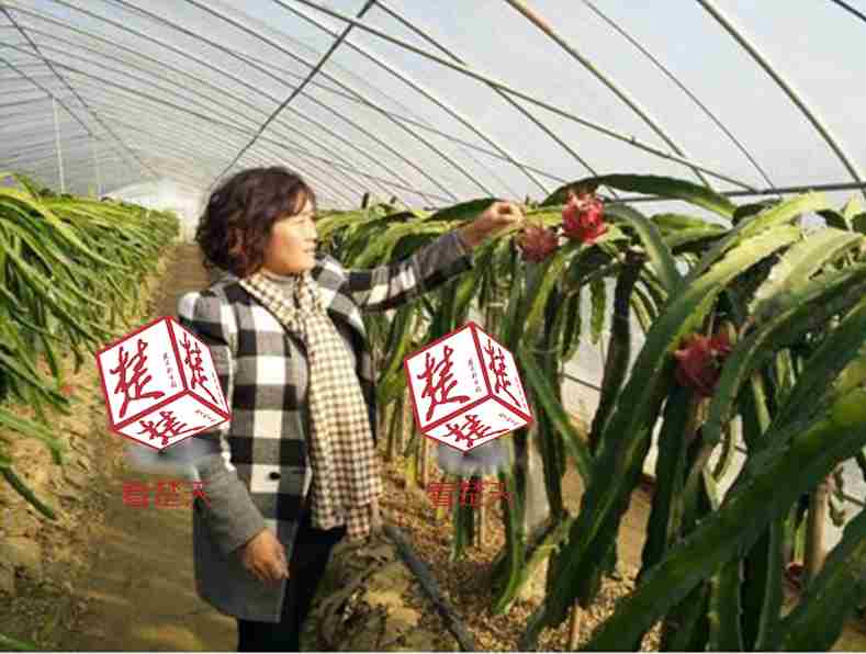武汉市火龙果为什么这么便宜