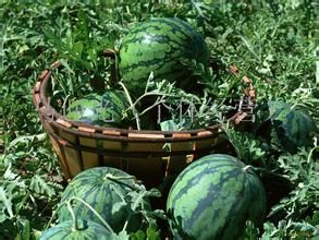 保定市哪里水果好吃