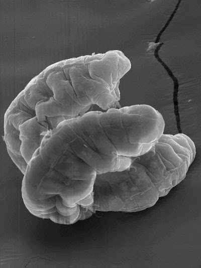 卡尔文（摄氏度卡尔文的换算公式？）