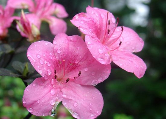 湖南长沙市的市花是什么