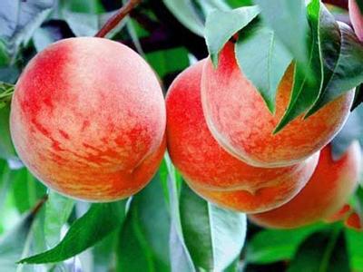 保定市哪里水果好吃