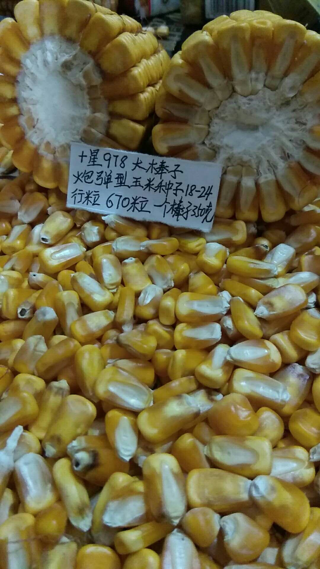 罗布泊汽车品牌介绍图片,罗布泊汽车品牌介绍图片大全