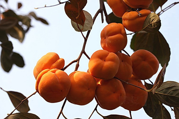 保定市哪里水果好吃