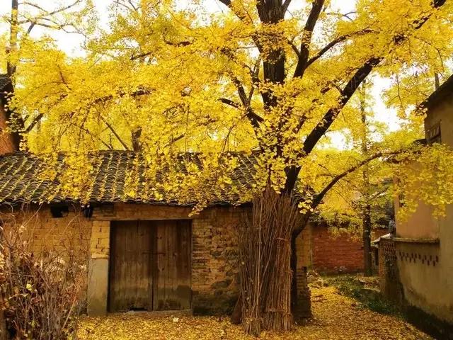 厦门市江头街道是哪个区