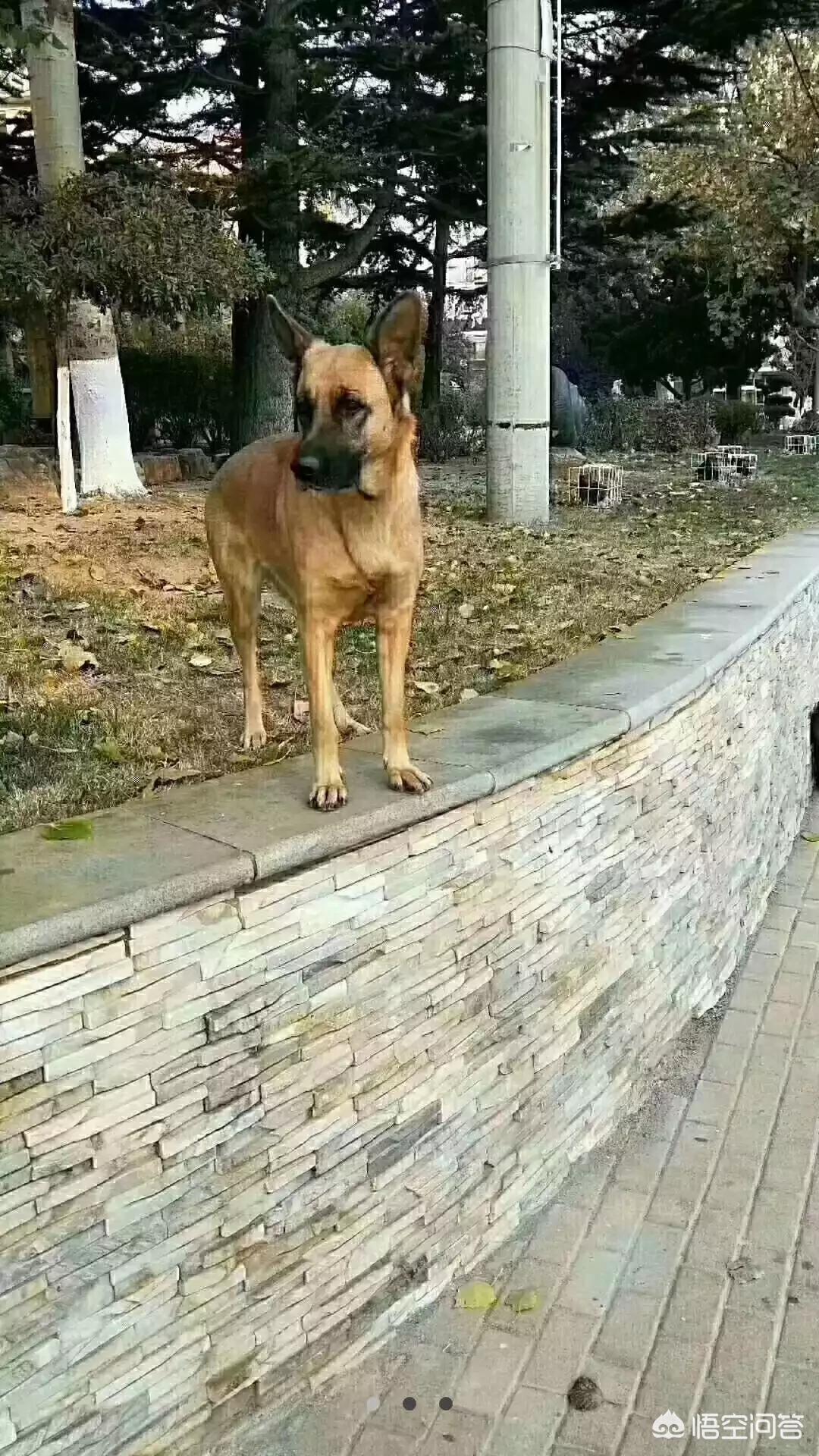 《沈阳市养犬管理条例》的禁养犬种都有什么？