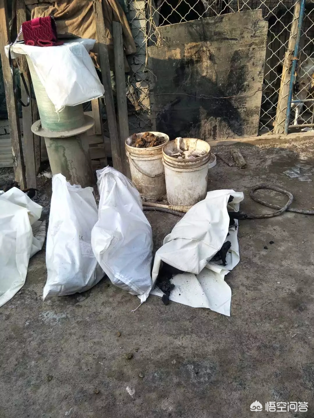 保定市小狗市场在哪里