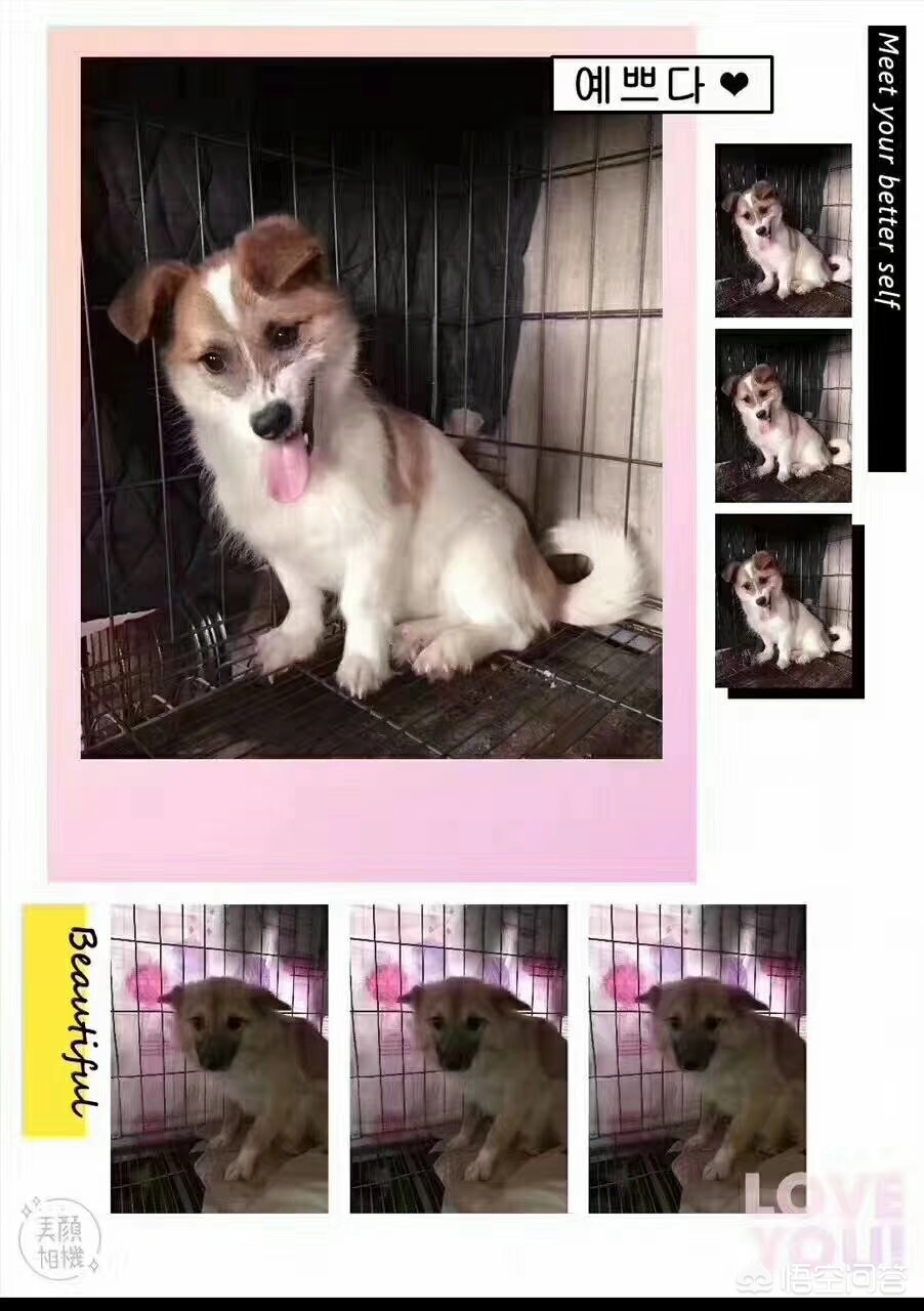 保定市小狗市场在哪里