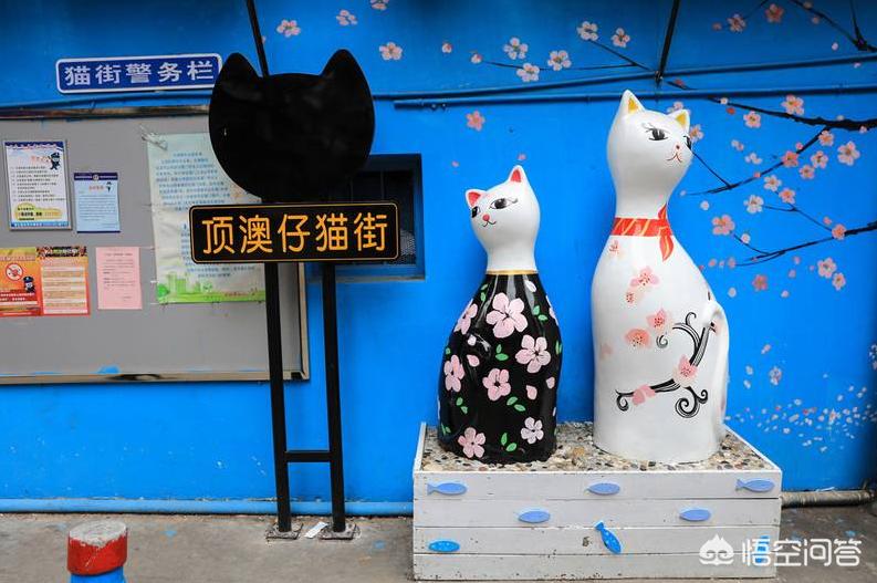厦门市猫街在哪个地方