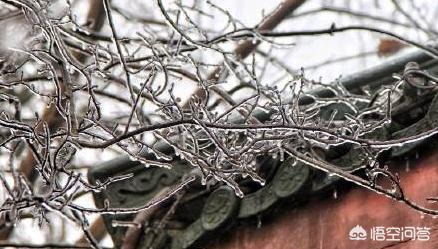 长沙市下雪是什么样子