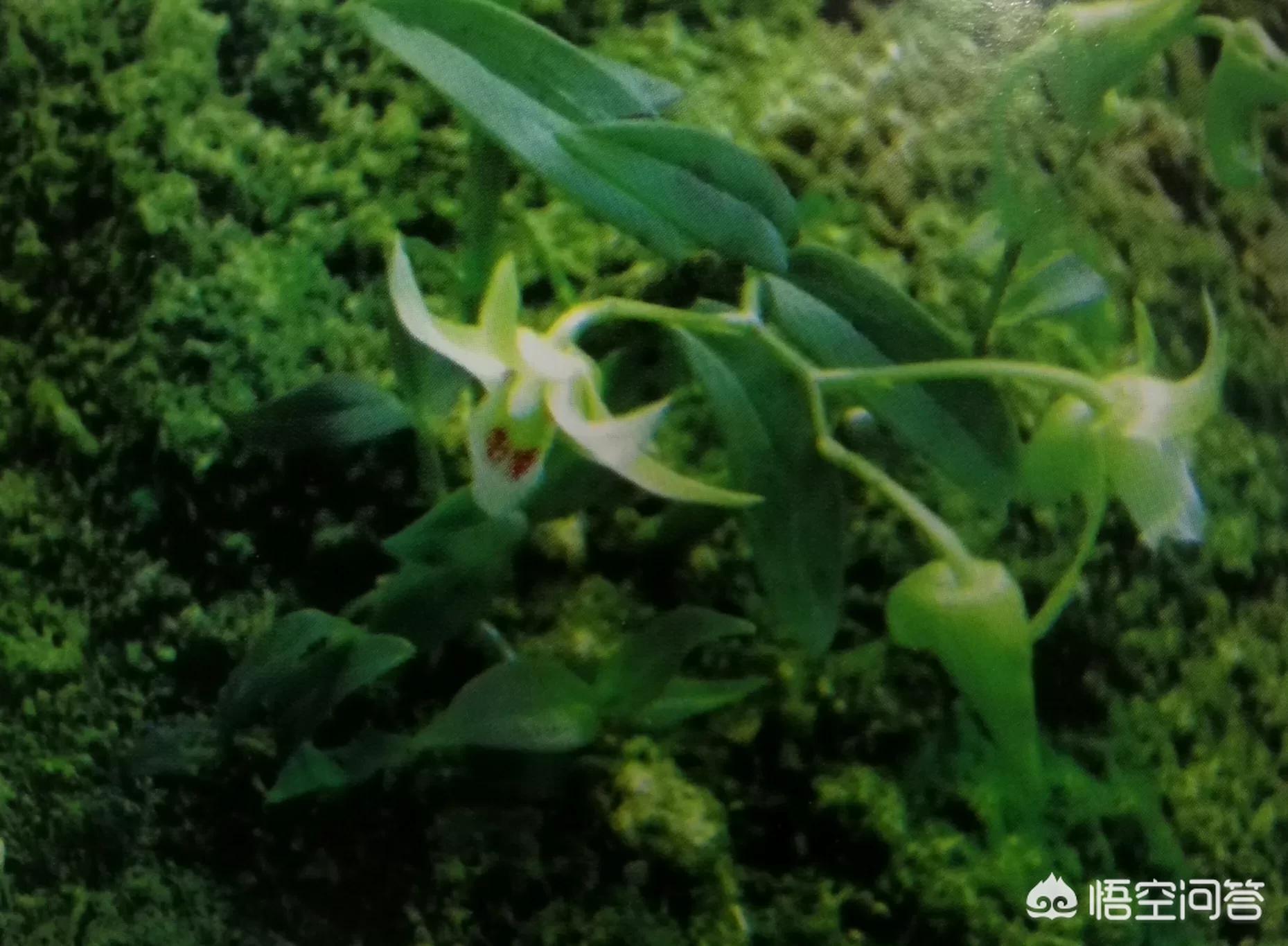 [福建不明飞行物]铁皮石斛的化学成分是什么啊？