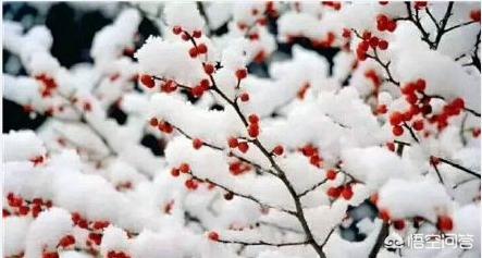 长沙市下雪是什么样子