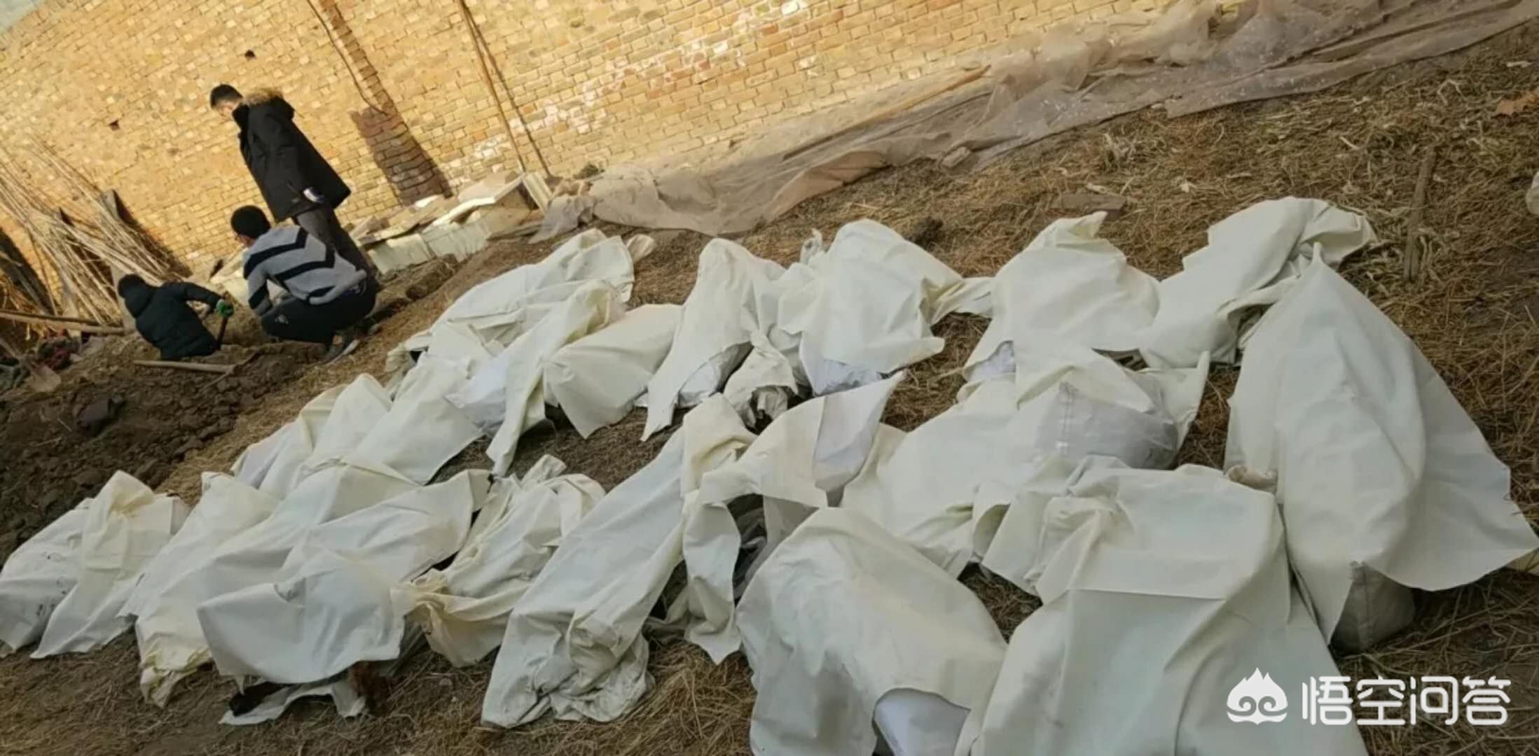 保定市小狗市场在哪里