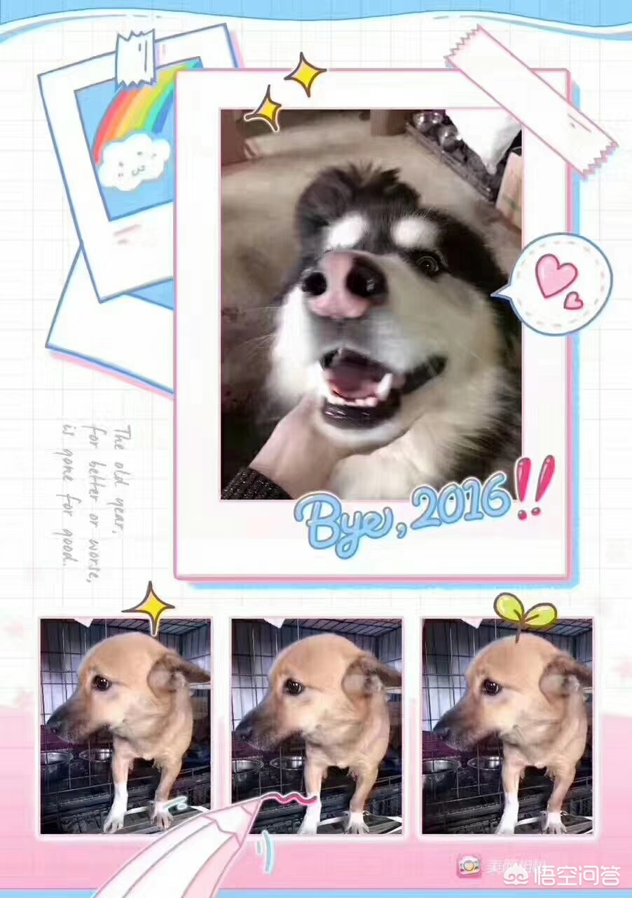 保定市小狗市场在哪里 保定市小狗市场在哪里