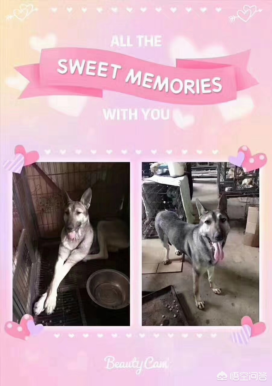 保定市小狗市场在哪里