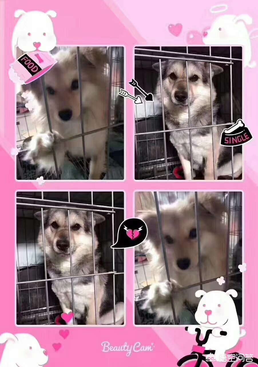 保定市小狗市场在哪里 保定市小狗市场在哪里