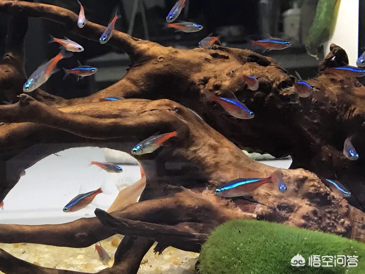 网球比赛的场地可以分为硬地、草地和什么？