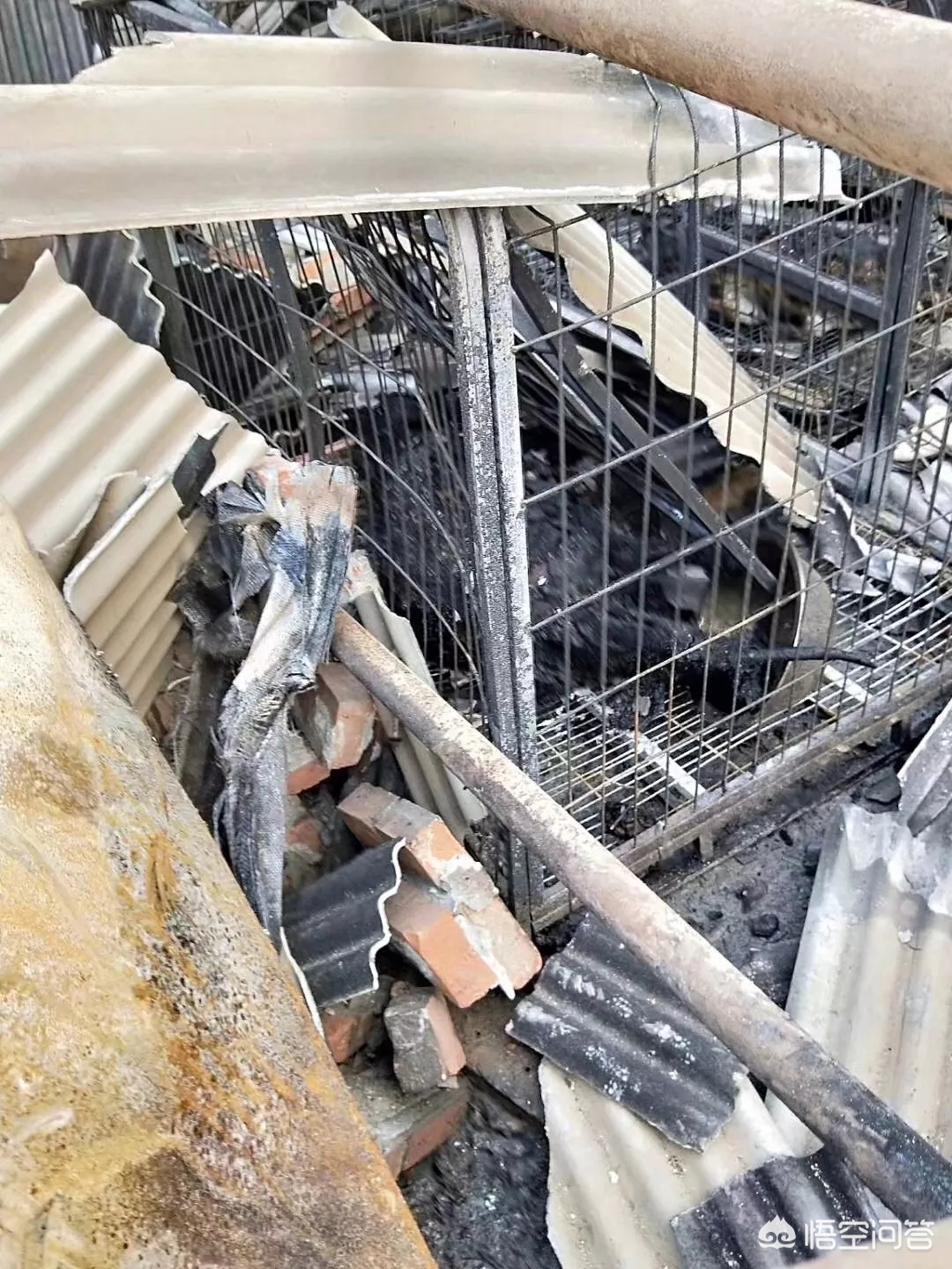 保定市小狗市场在哪里