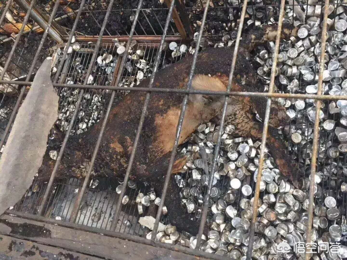 保定市小狗市场在哪里 保定市小狗市场在哪里