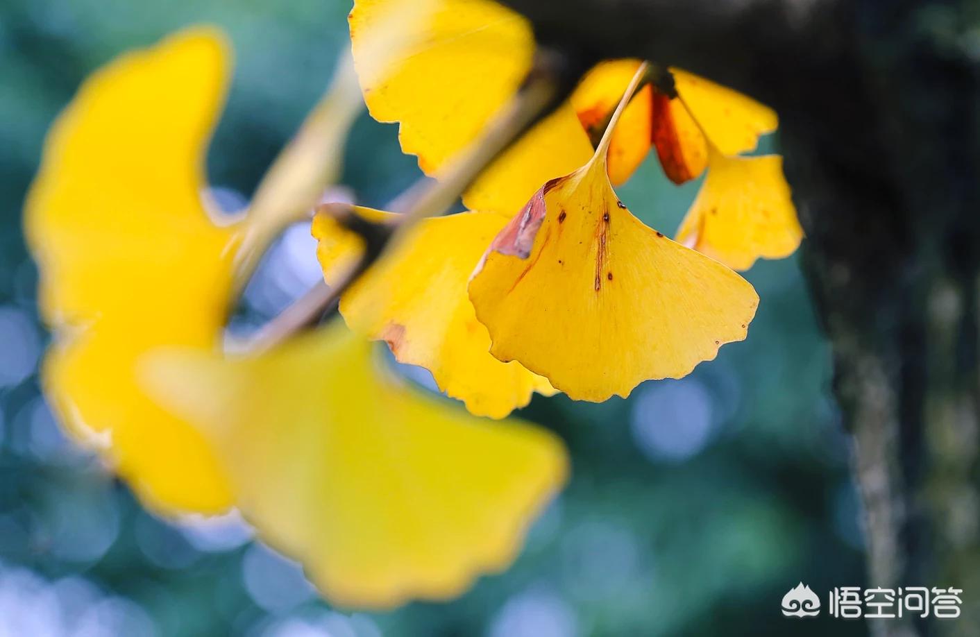 佳能7d2（佳能7d2值得买吗？）