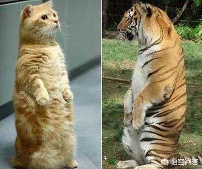 动物园老虎咬死猫（老虎会吃猫吗？）
