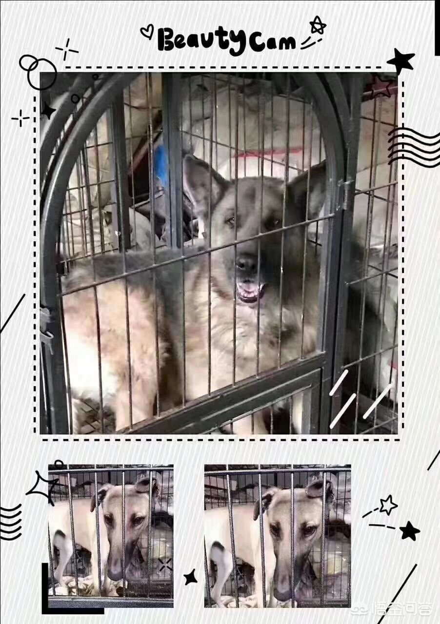 保定市小狗市场在哪里 保定市小狗市场在哪里