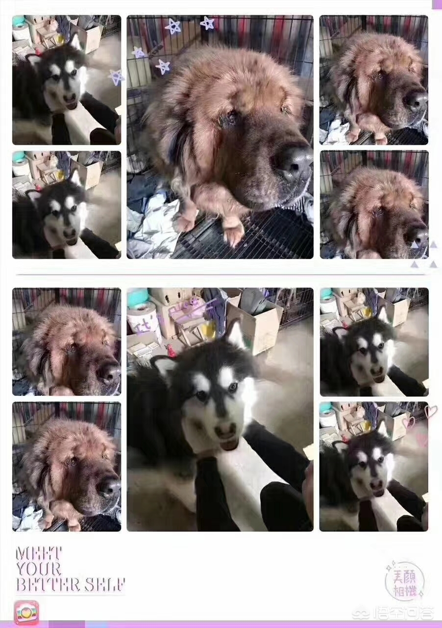 保定市小狗市场在哪里