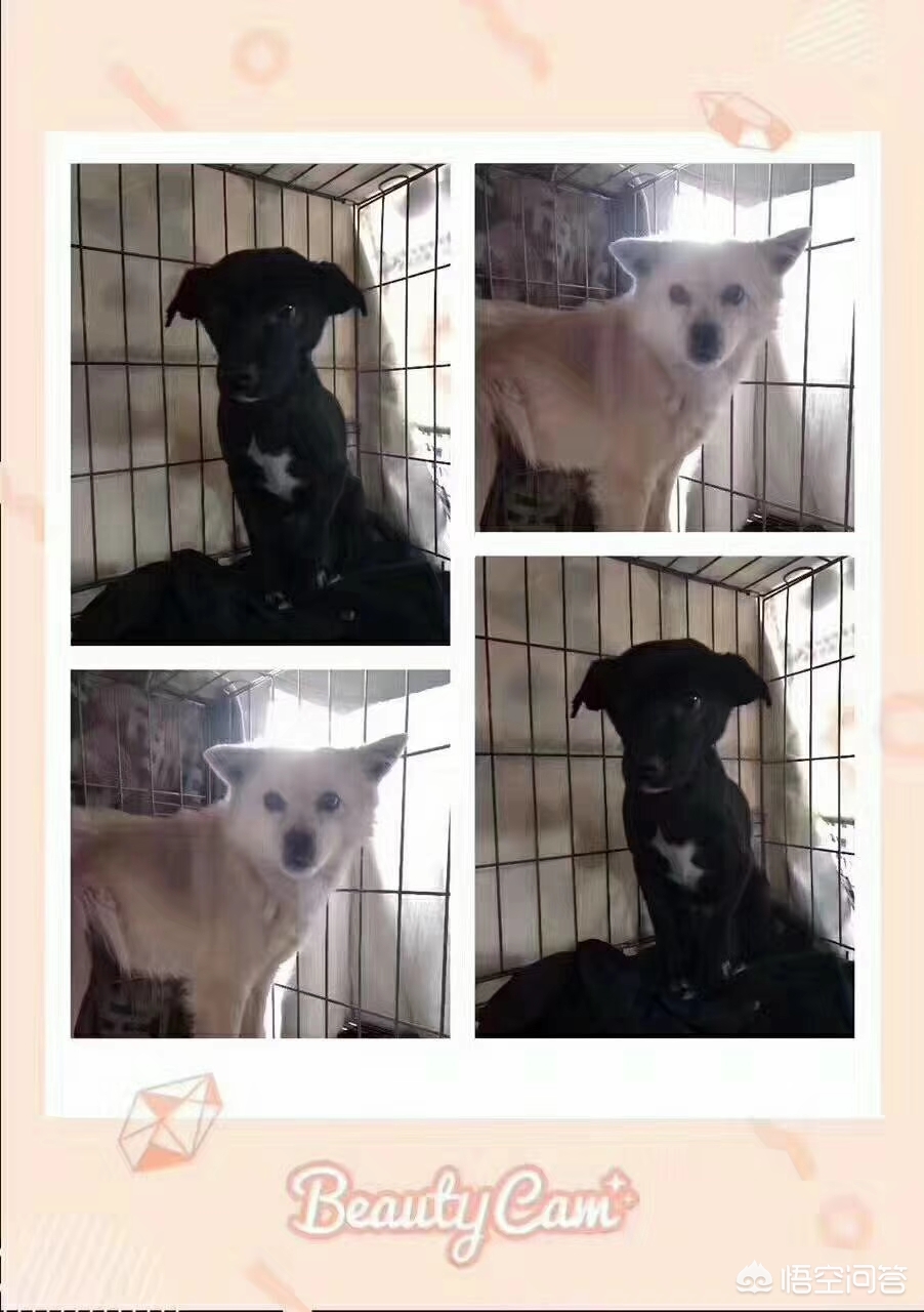 保定市小狗市场在哪里 保定市小狗市场在哪里