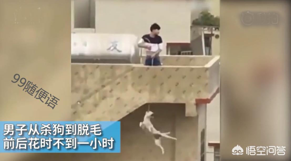 [看门狗]看门狗讲述的是什么故事？