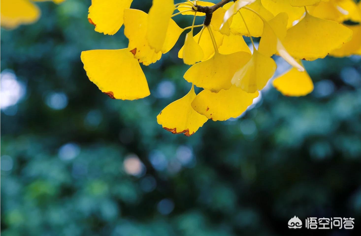 佳能7d2(佳能7d2值得买吗?) 佳能7d2(佳能7d2值得买吗?)