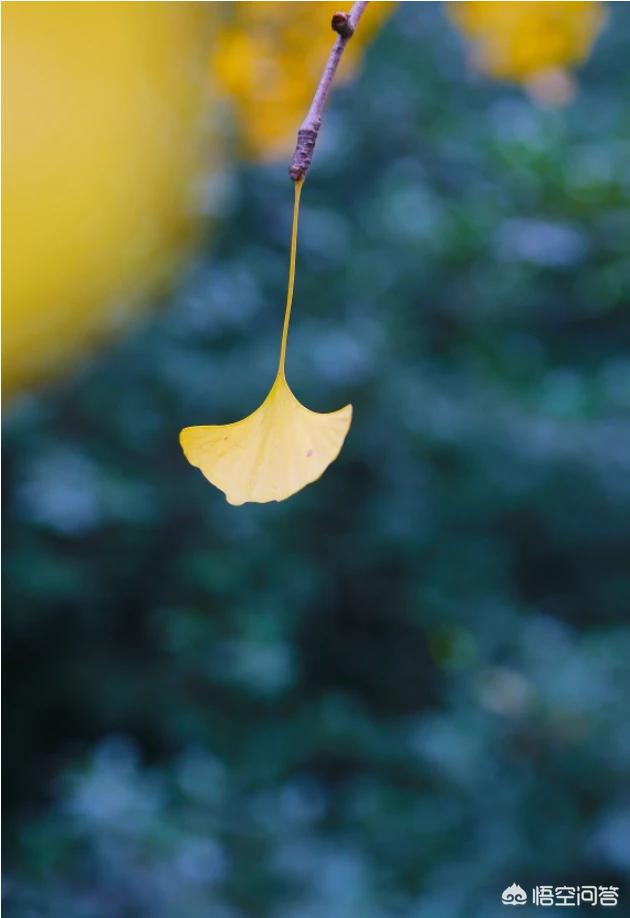 佳能7d2（佳能7d2值得买吗？）