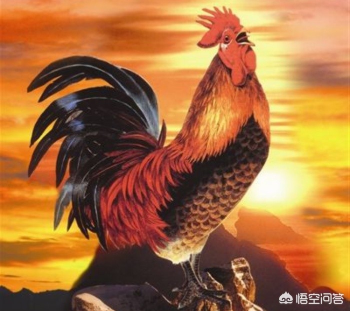 广州市什么地方吃鸡最好