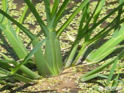 茭白的营养成分有哪些？