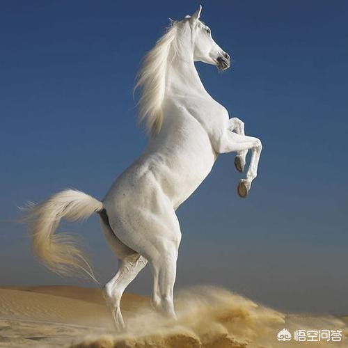 奔驰翻译