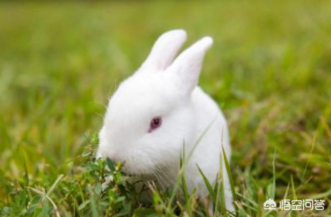桂林有卖兔子的宠物店吗? 桂林有卖兔子的宠物店吗?