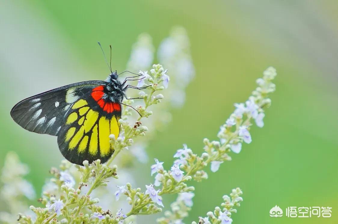 [a6300]amd a4 6300相当于英特尔哪个cpu？