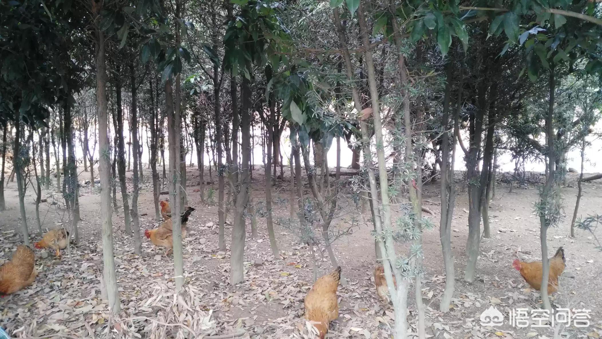 [我国每年吃70亿只鸡]东莞某镇惊现偷鸡贼！一晚70只鸡被偷，损失上万元，你怎么看？