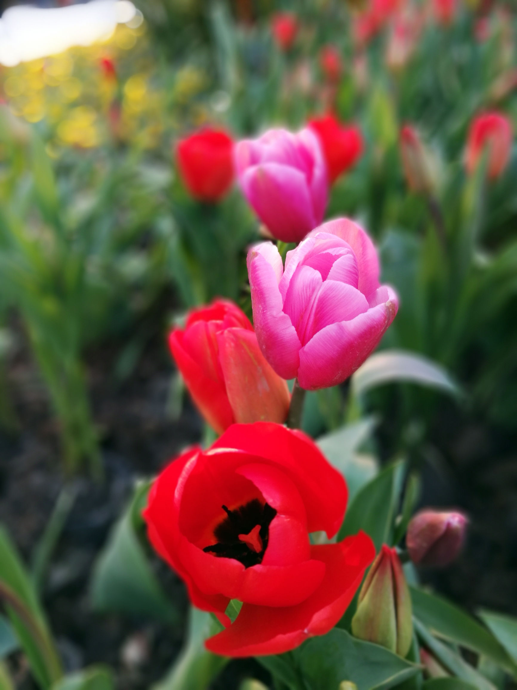 庆祝建党100周年内容？：党的图片