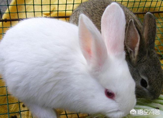 桂林有卖兔子的宠物店吗? 桂林有卖兔子的宠物店吗?