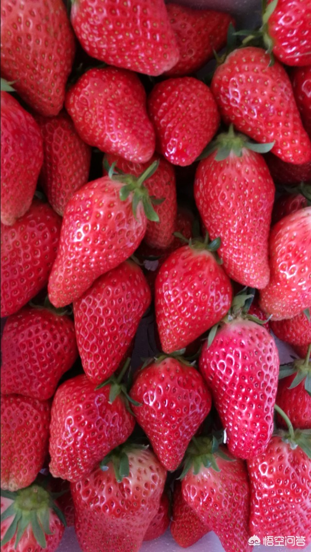 大连市什么时候摘草莓好