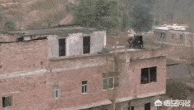 站桥梁跳水护栏倒塌