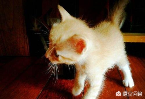 武汉市哪个小区有流浪猫
