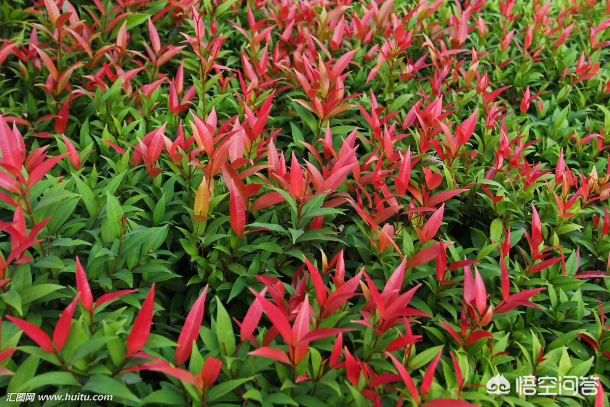 [微信背景壁纸]realme手机怎么设置微信动态壁纸？