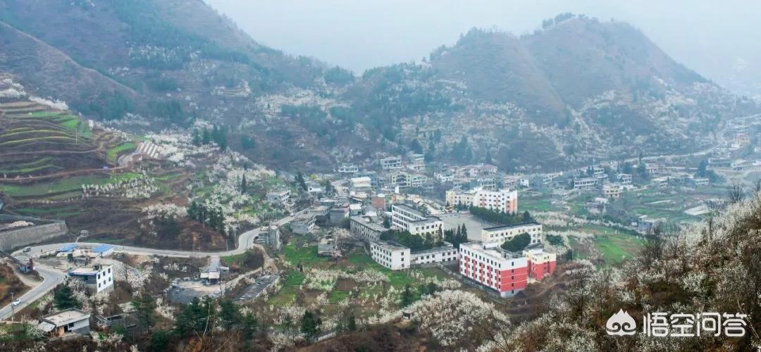 樱花的图片樱花的图片大全 最美 樱花的图片樱花的图片大全 最美