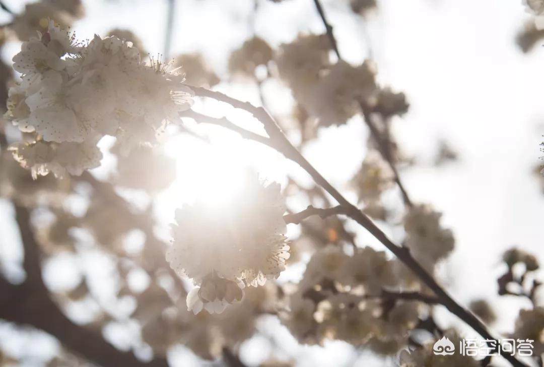 樱花的图片樱花的图片大全 最美