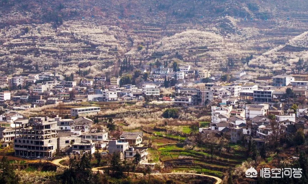 樱花的图片樱花的图片大全 最美