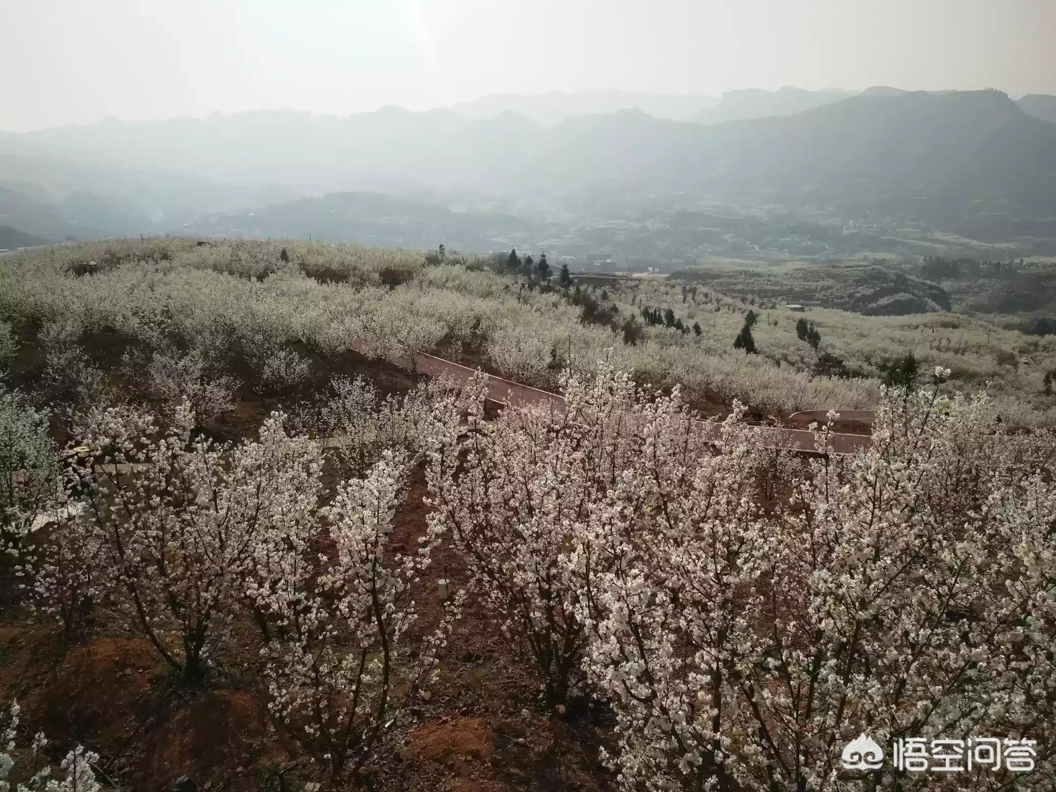 樱花的图片樱花的图片大全 最美 樱花的图片樱花的图片大全 最美
