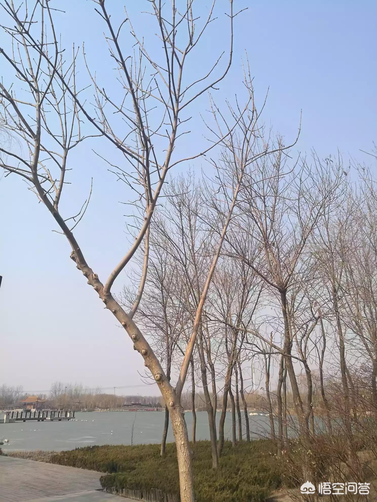 [车臣领导人发视频]你如何看待车臣领导人说: 永远忠于普京，愿他终身能管理国家？