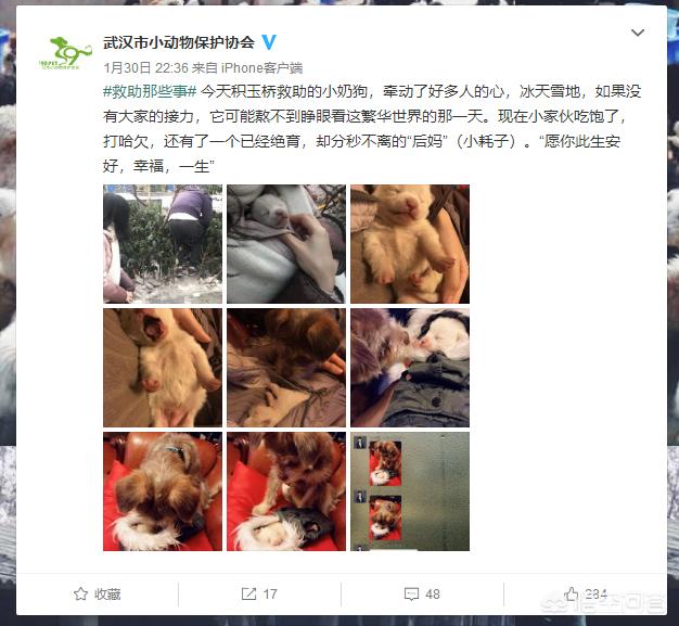 武汉市哪个小区有流浪猫